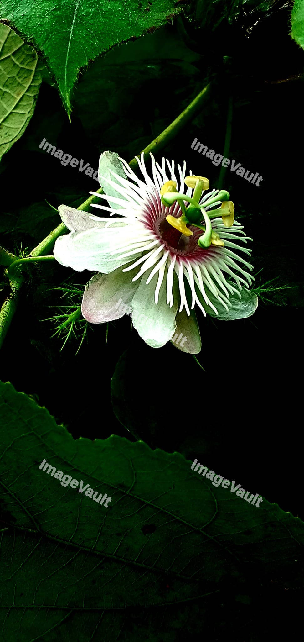 Passion fruit Flower